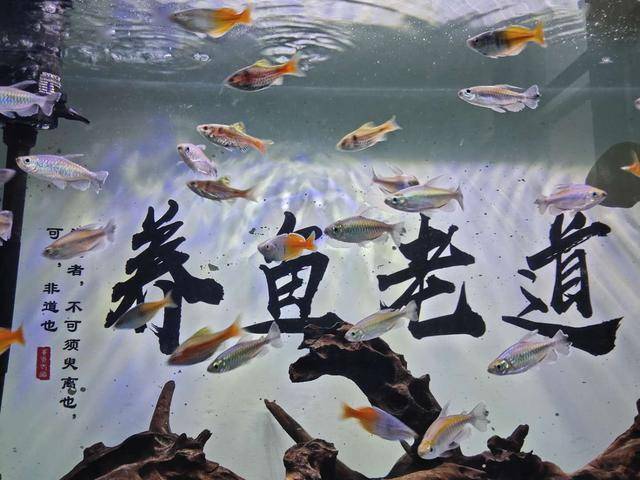 魚觀賞淡水小型魚有哪些_魚觀賞淡水小型魚能吃嗎_小型淡水魚觀賞魚