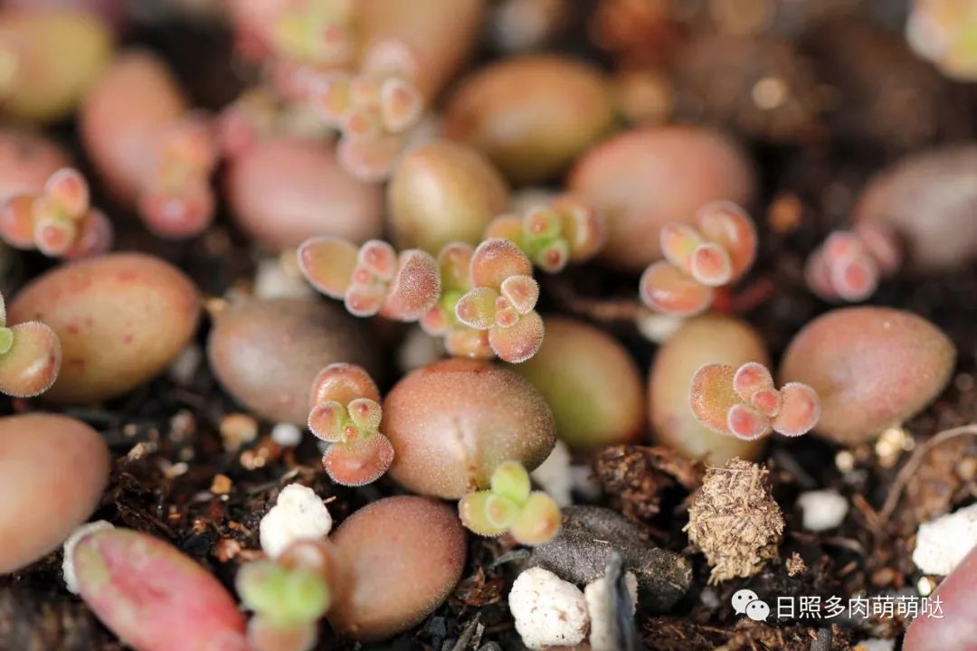 多肉錦怎么形成_多肉出錦的方法_怎么養(yǎng)出錦的多肉