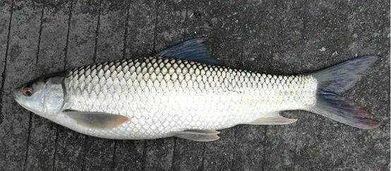 觀賞魚羅非魚是淡水魚嗎_觀賞魚羅非魚是什么魚_羅非魚是觀賞魚嗎