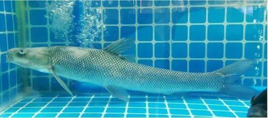 觀賞魚羅非魚是什么魚_觀賞魚羅非魚是淡水魚嗎_羅非魚是觀賞魚嗎