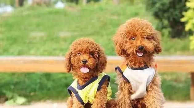 泰迪狗好養嗎_養狗養泰迪好嗎_泰迪狗好不好養活