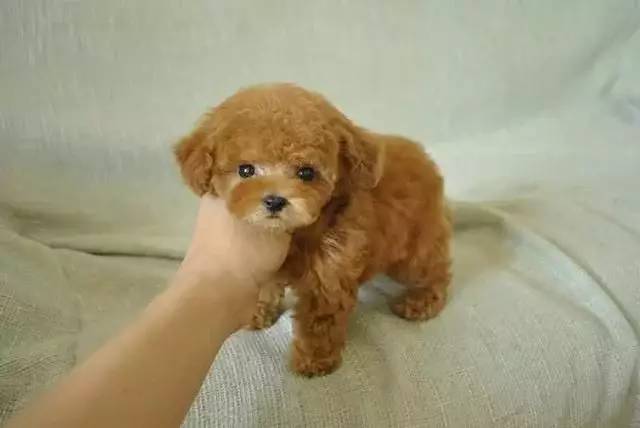 泰迪狗好養嗎_泰迪狗好不好養活_養狗養泰迪好嗎