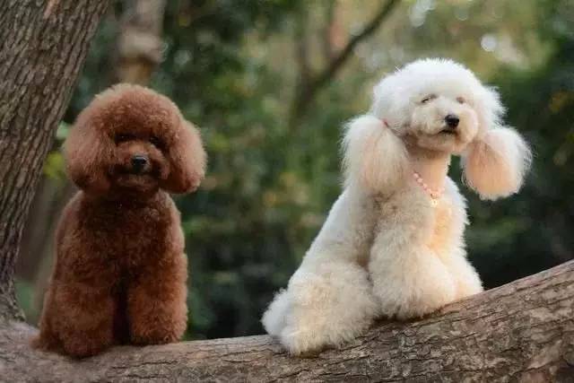 泰迪狗好不好養活_養狗養泰迪好嗎_泰迪狗好養嗎