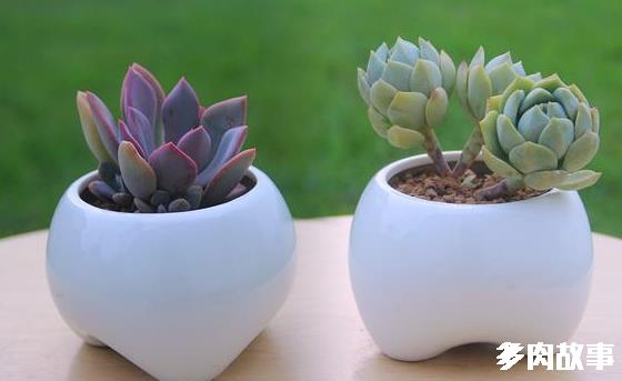 頭多肉長很多小疙瘩_頭多肉長很多小白點_多肉長了很多小頭