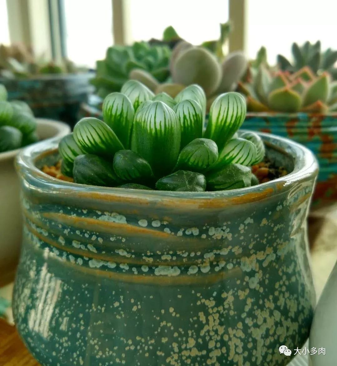 多肉白色根上長(zhǎng)了小白須_多肉長(zhǎng)白色根須_多肉根系長(zhǎng)白色的