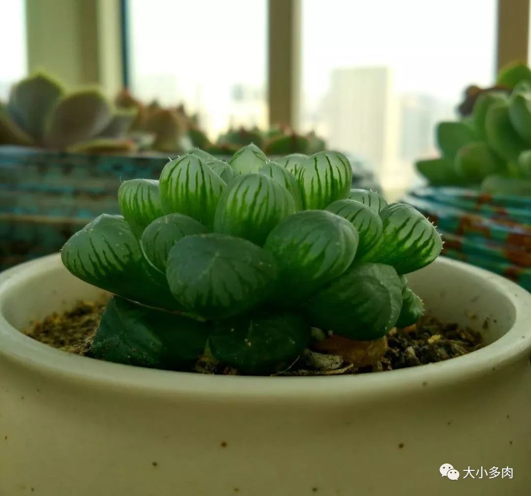 多肉白色根上長(zhǎng)了小白須_多肉長(zhǎng)白色根須_多肉根系長(zhǎng)白色的