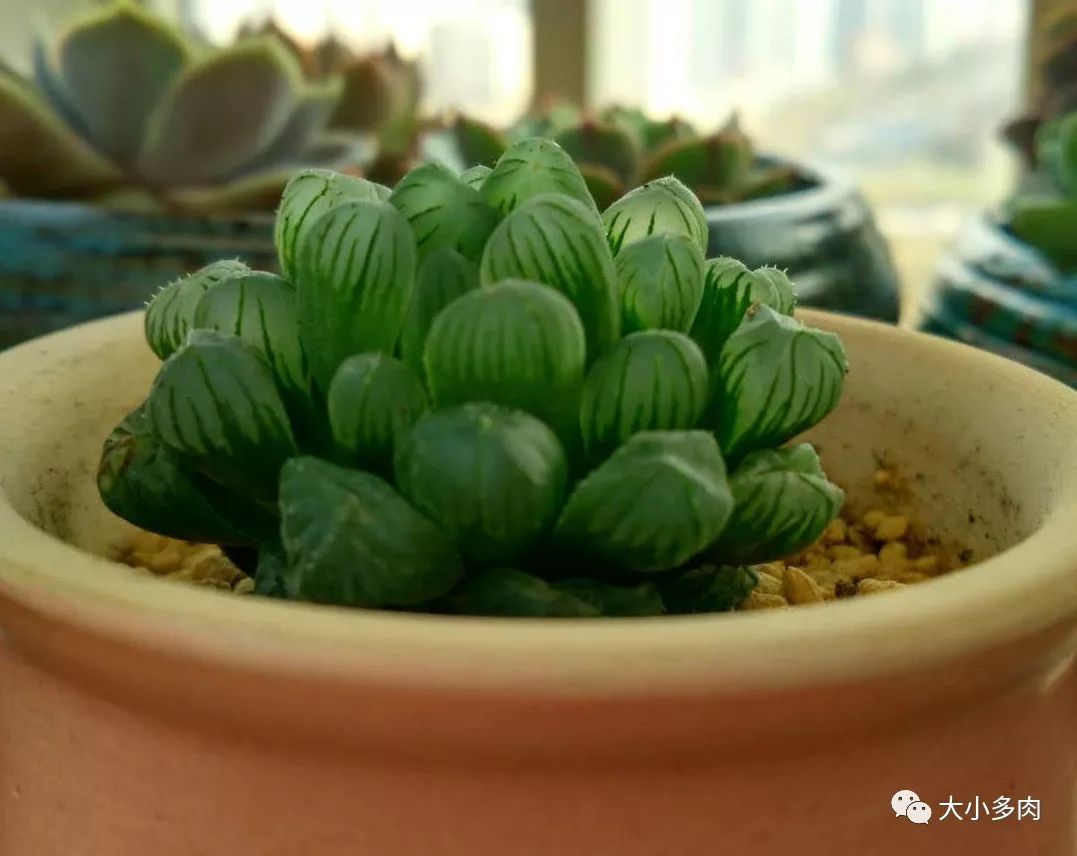 多肉白色根上長(zhǎng)了小白須_多肉根系長(zhǎng)白色的_多肉長(zhǎng)白色根須