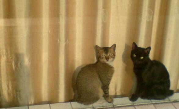 狗半夜里叫_大半夜狗狗叫_狗狗下半夜二三點(diǎn)叫什么原因