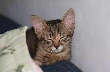 大半夜狗狗叫_狗狗下半夜二三點(diǎn)叫什么原因_狗半夜里叫