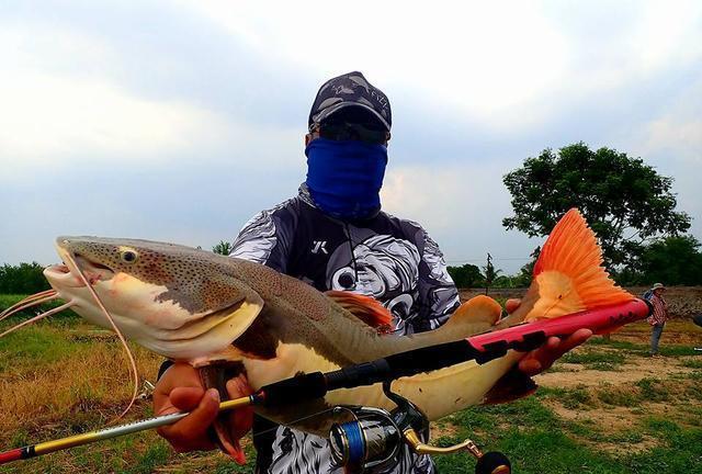 觀賞魚鯰魚招財貓_招財貓鯰魚_觀賞招財貓鯰魚魚苗圖片