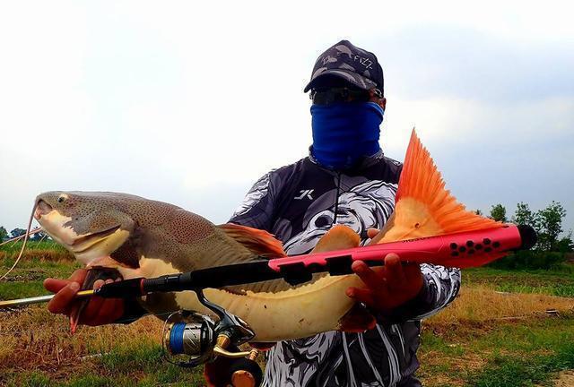 招財貓鯰魚_觀賞魚鯰魚招財貓_觀賞招財貓鯰魚魚苗圖片