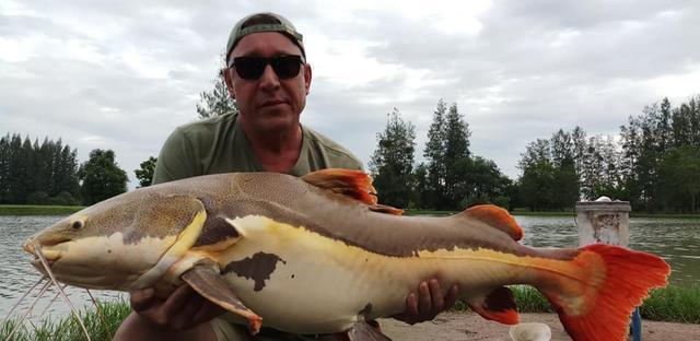 觀賞招財貓鯰魚魚苗圖片_觀賞魚鯰魚招財貓_招財貓鯰魚