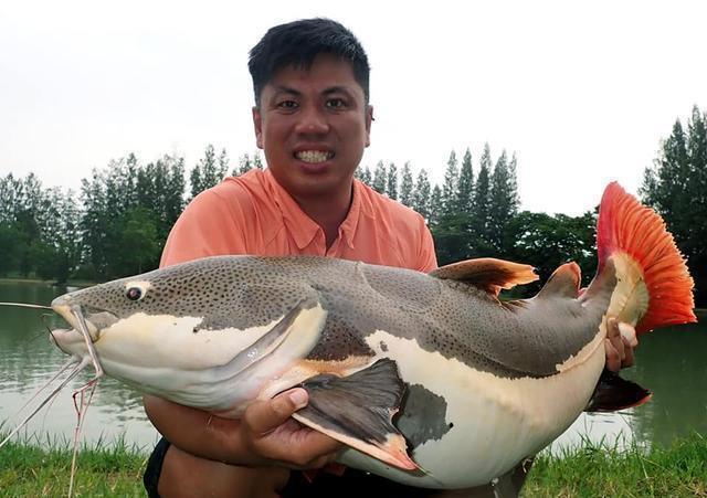 觀賞魚鯰魚招財貓_觀賞招財貓鯰魚魚苗圖片_招財貓鯰魚