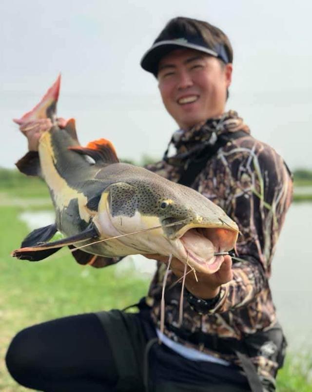 觀賞招財貓鯰魚魚苗圖片_招財貓鯰魚_觀賞魚鯰魚招財貓