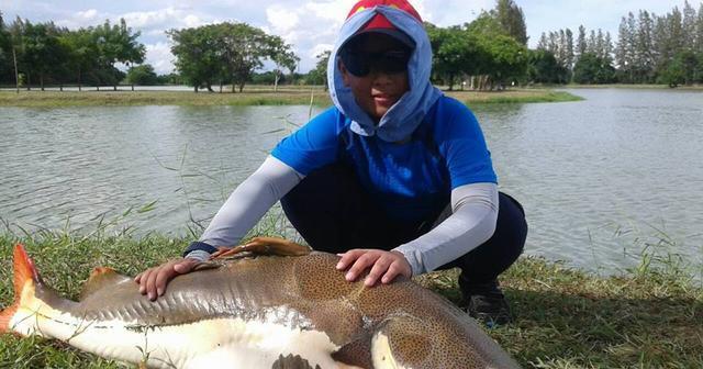 招財貓鯰魚_觀賞招財貓鯰魚魚苗圖片_觀賞魚鯰魚招財貓