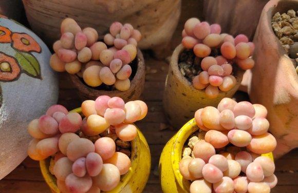 多肉白石子鋪面好不好_多肉白色鋪面石_多肉白石頭鋪面