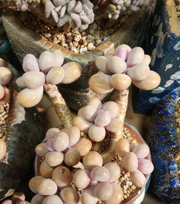 多肉白石頭鋪面_多肉白色鋪面石_多肉白石子鋪面好不好