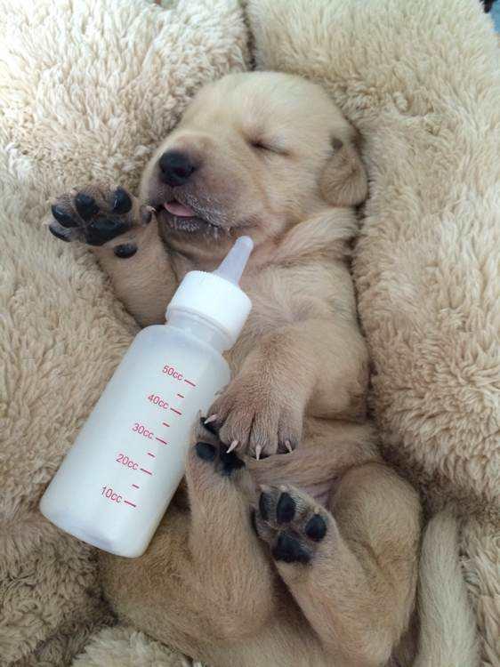 小狗喝牛奶可以嗎_小狗牛奶喝可以長胖嗎_小狗狗能喝牛奶