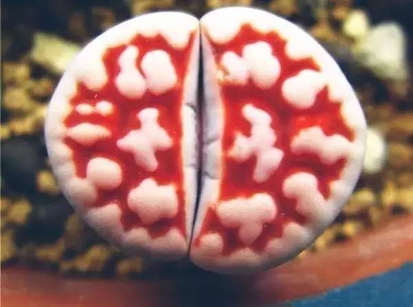 紅色的多肉怎么養(yǎng)_紅色多肉寓意_本身就是紅色的多肉