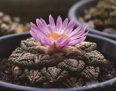 紅色的多肉怎么養(yǎng)_紅色多肉寓意_本身就是紅色的多肉