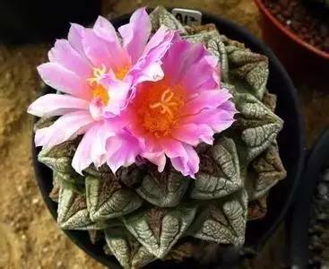 紅色的多肉怎么養(yǎng)_本身就是紅色的多肉_紅色多肉寓意