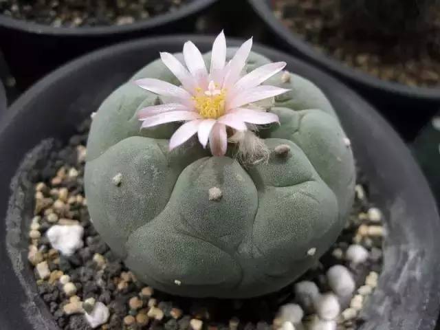 本身就是紅色的多肉_紅色多肉寓意_紅色的多肉怎么養(yǎng)