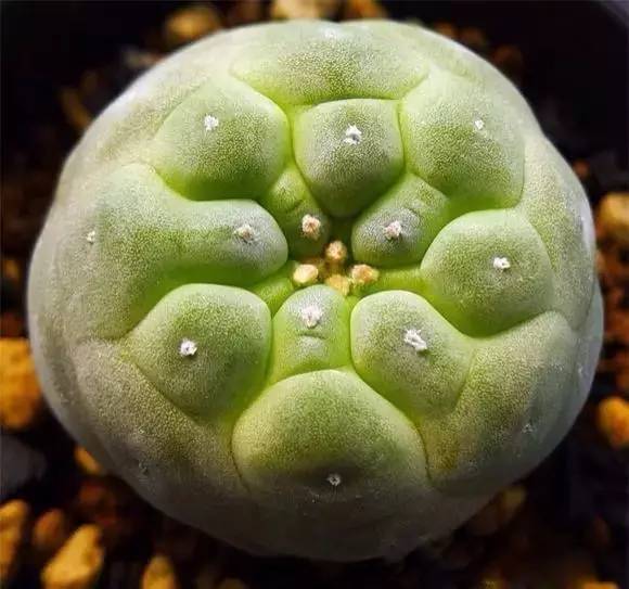 本身就是紅色的多肉_紅色多肉寓意_紅色的多肉怎么養(yǎng)