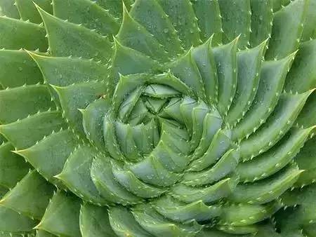 紅色的多肉怎么養(yǎng)_紅色多肉寓意_本身就是紅色的多肉