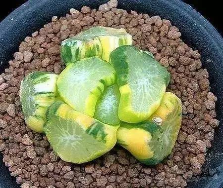 本身就是紅色的多肉_紅色多肉寓意_紅色的多肉怎么養(yǎng)