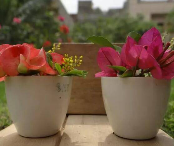 養(yǎng)花時(shí)怎樣選擇花盆的大小和深淺？教你在養(yǎng)