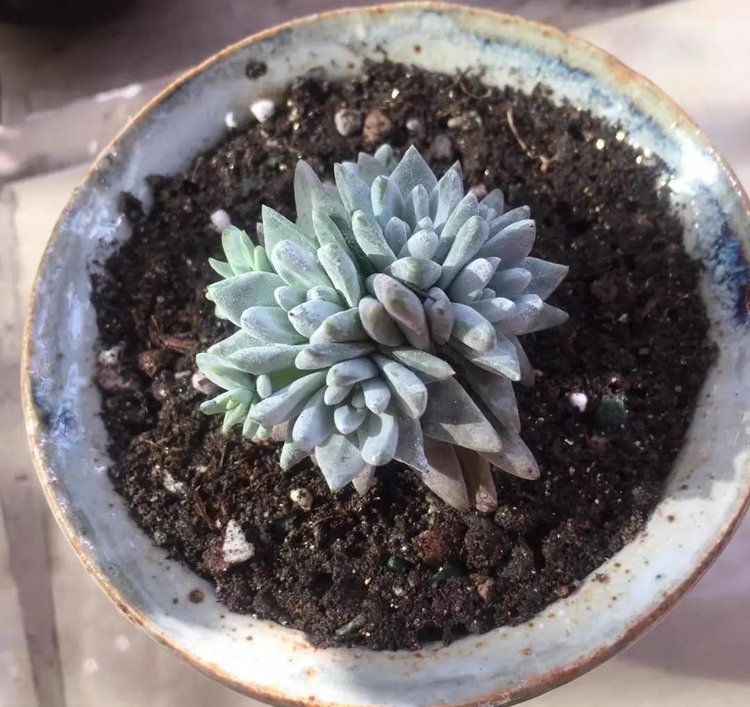 純泥炭土種多肉_多肉泥炭土_多肉植物泥炭土