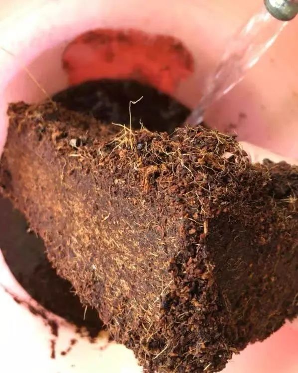 純泥炭土種多肉_多肉泥炭土_多肉植物泥炭土