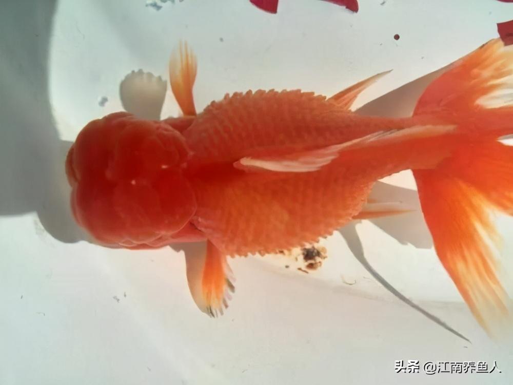 觀賞魚(yú)常見(jiàn)疾病_觀賞常見(jiàn)疾病魚(yú)類(lèi)有哪些_觀賞常見(jiàn)疾病魚(yú)有哪些