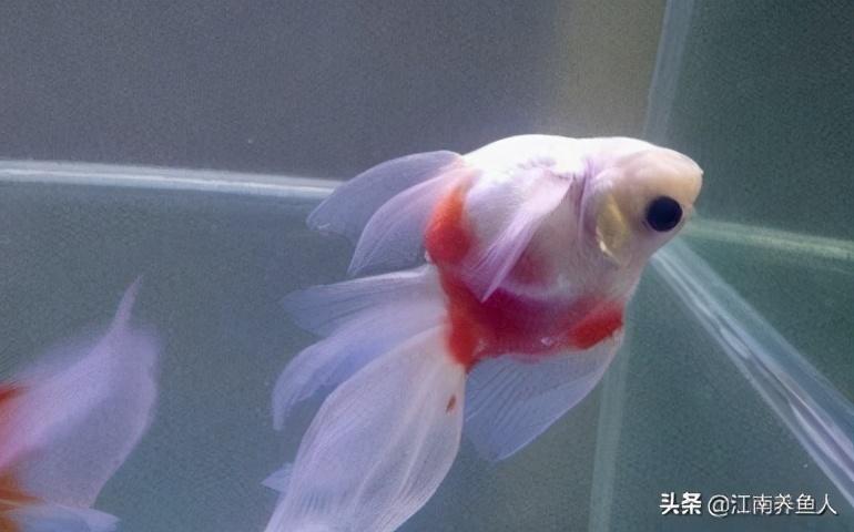 觀賞常見(jiàn)疾病魚(yú)類(lèi)有哪些_觀賞常見(jiàn)疾病魚(yú)有哪些_觀賞魚(yú)常見(jiàn)疾病