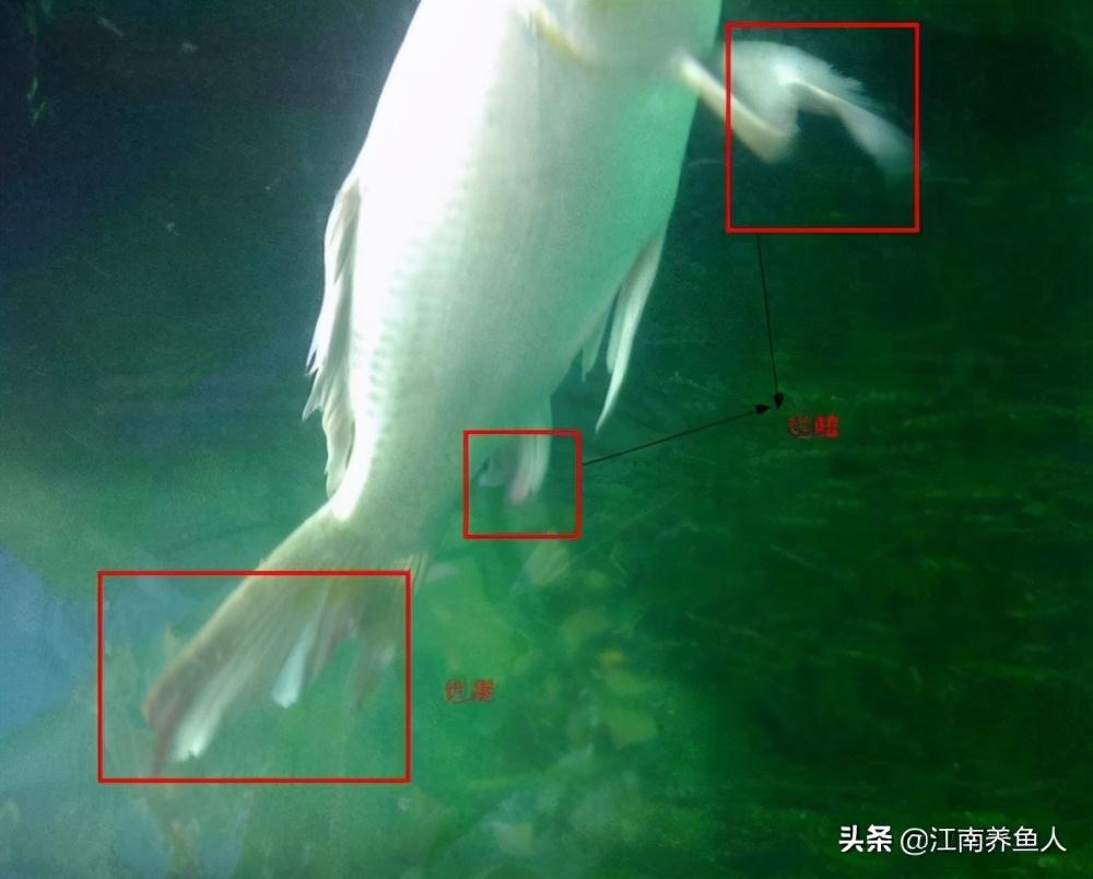 觀賞常見(jiàn)疾病魚(yú)類(lèi)有哪些_觀賞常見(jiàn)疾病魚(yú)有哪些_觀賞魚(yú)常見(jiàn)疾病