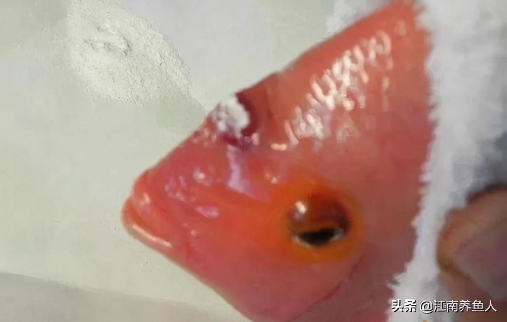 觀賞魚(yú)常見(jiàn)疾病_觀賞常見(jiàn)疾病魚(yú)類(lèi)有哪些_觀賞常見(jiàn)疾病魚(yú)有哪些