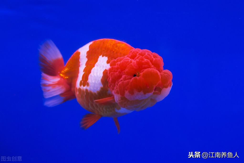 觀賞常見(jiàn)疾病魚(yú)有哪些_觀賞魚(yú)常見(jiàn)疾病_觀賞常見(jiàn)疾病魚(yú)類(lèi)有哪些