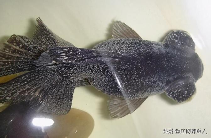 觀賞魚(yú)常見(jiàn)疾病_觀賞常見(jiàn)疾病魚(yú)類(lèi)有哪些_觀賞常見(jiàn)疾病魚(yú)有哪些