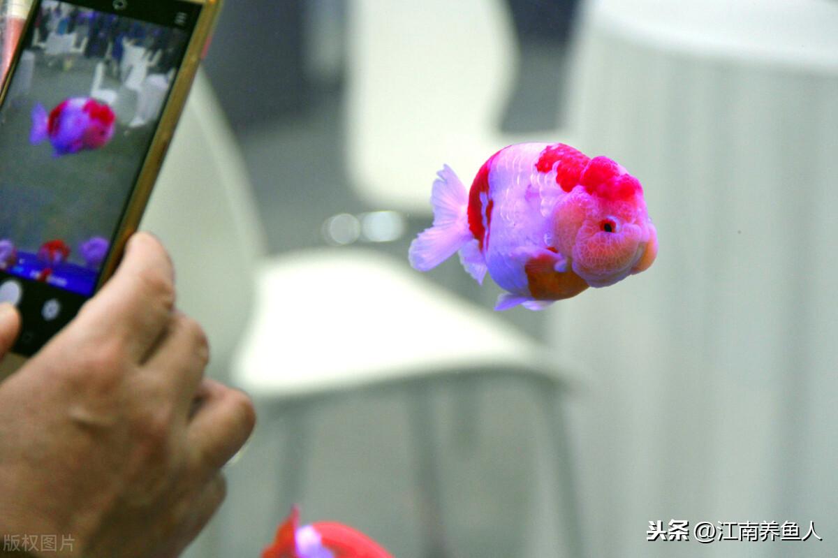 觀賞魚(yú)常見(jiàn)疾病_觀賞常見(jiàn)疾病魚(yú)有哪些_觀賞常見(jiàn)疾病魚(yú)類(lèi)有哪些