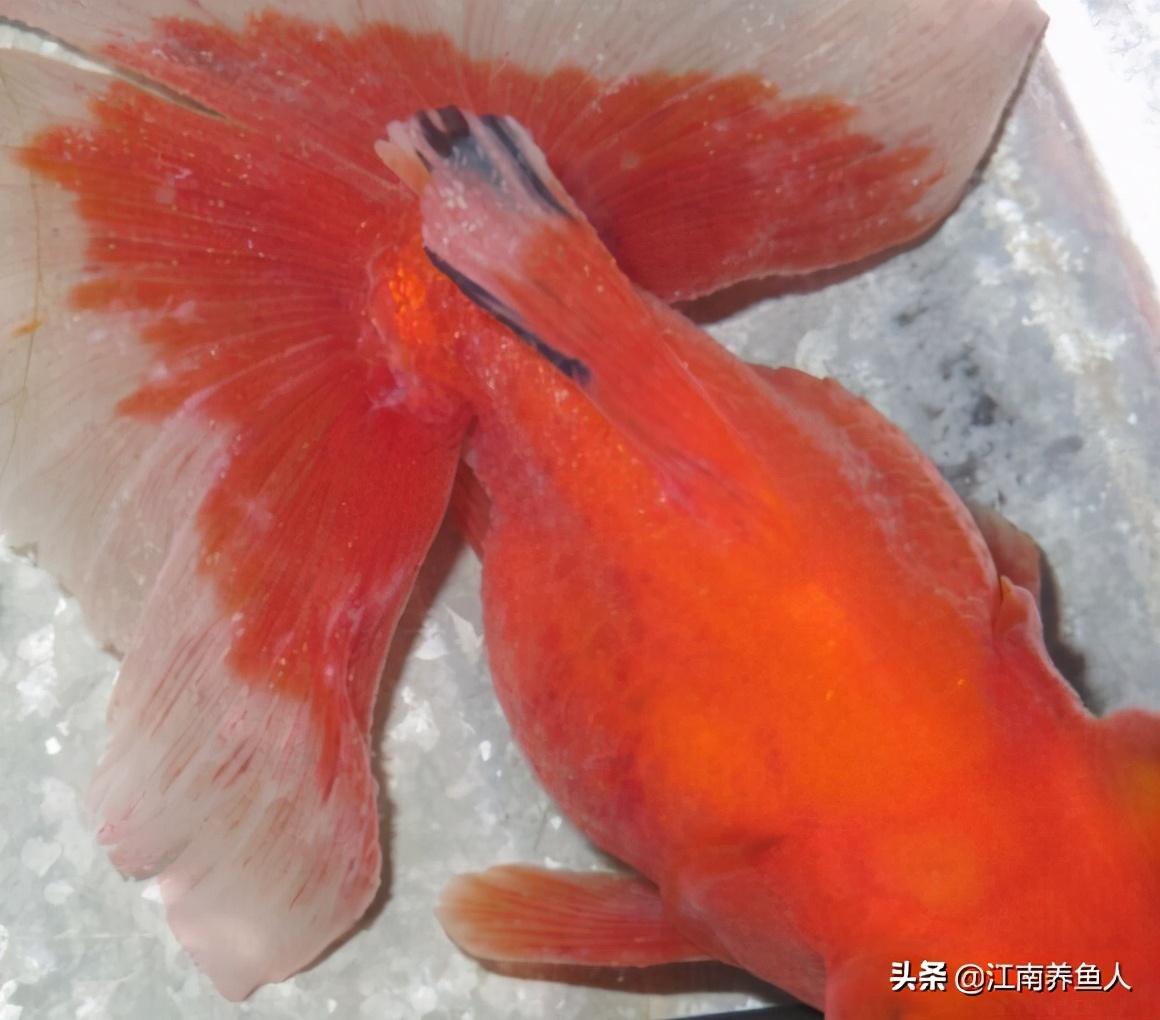 觀賞常見(jiàn)疾病魚(yú)有哪些_觀賞魚(yú)常見(jiàn)疾病_觀賞常見(jiàn)疾病魚(yú)類(lèi)有哪些