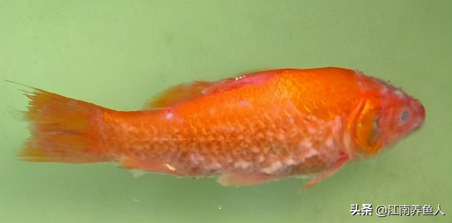 觀賞常見(jiàn)疾病魚(yú)類(lèi)有哪些_觀賞常見(jiàn)疾病魚(yú)有哪些_觀賞魚(yú)常見(jiàn)疾病