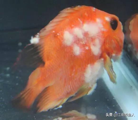 觀賞常見(jiàn)疾病魚(yú)有哪些_觀賞魚(yú)常見(jiàn)疾病_觀賞常見(jiàn)疾病魚(yú)類(lèi)有哪些