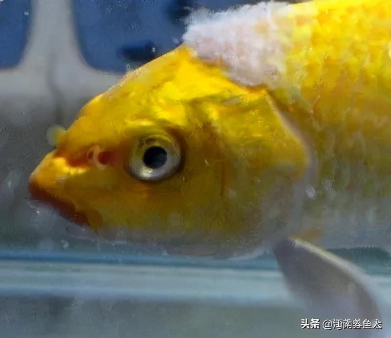 觀賞魚(yú)常見(jiàn)疾病_觀賞常見(jiàn)疾病魚(yú)類(lèi)有哪些_觀賞常見(jiàn)疾病魚(yú)有哪些