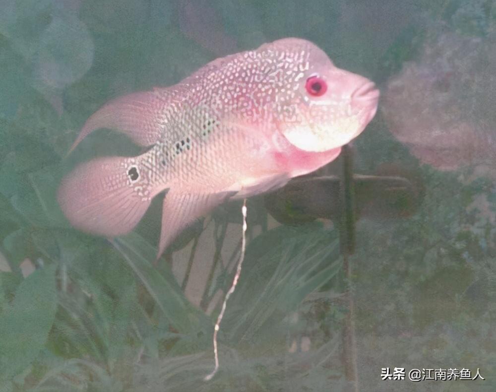 觀賞常見(jiàn)疾病魚(yú)類(lèi)有哪些_觀賞魚(yú)常見(jiàn)疾病_觀賞常見(jiàn)疾病魚(yú)有哪些