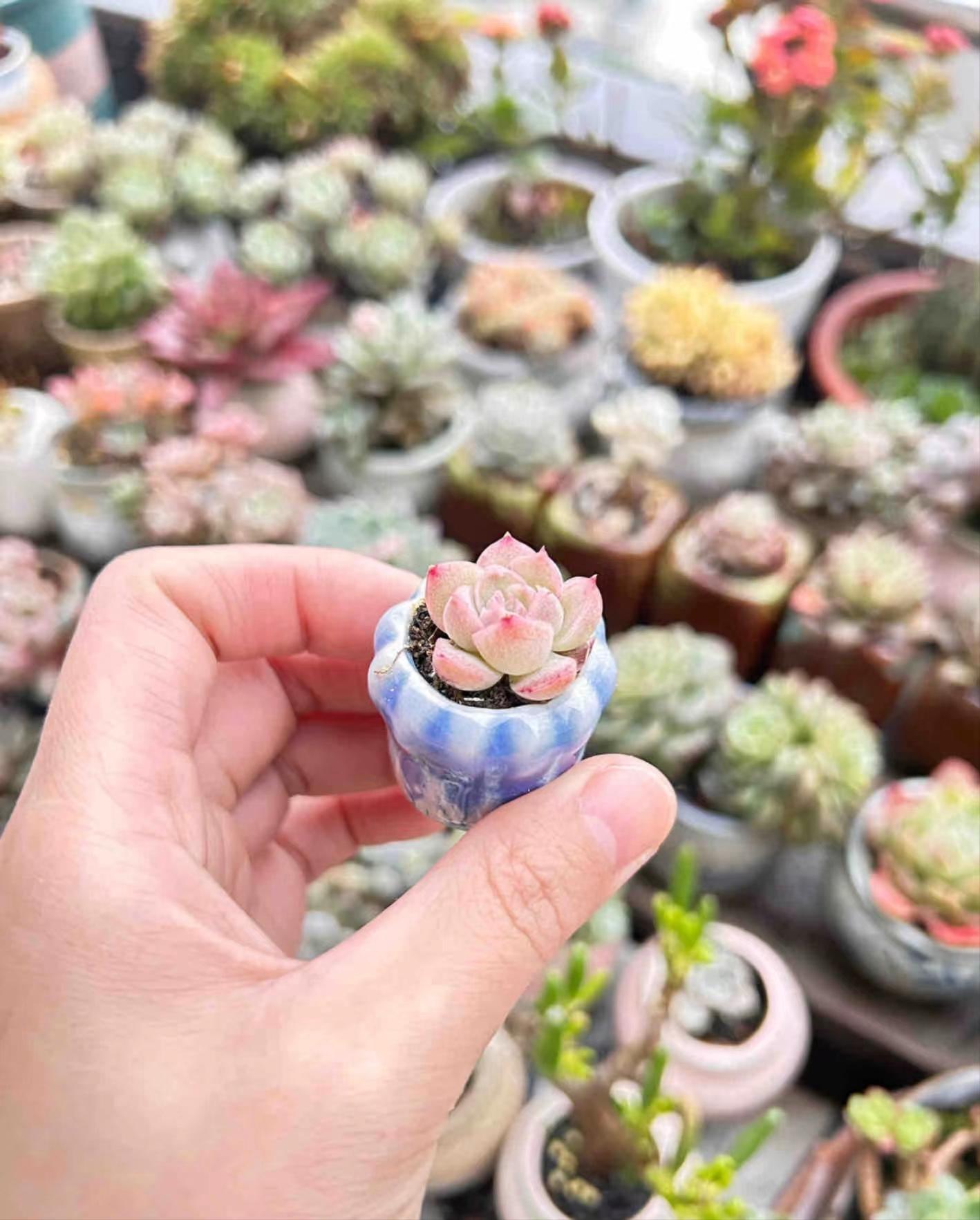 多肉澆水壺怎么用_澆水專用多肉壺圖片_多肉專用澆水壺