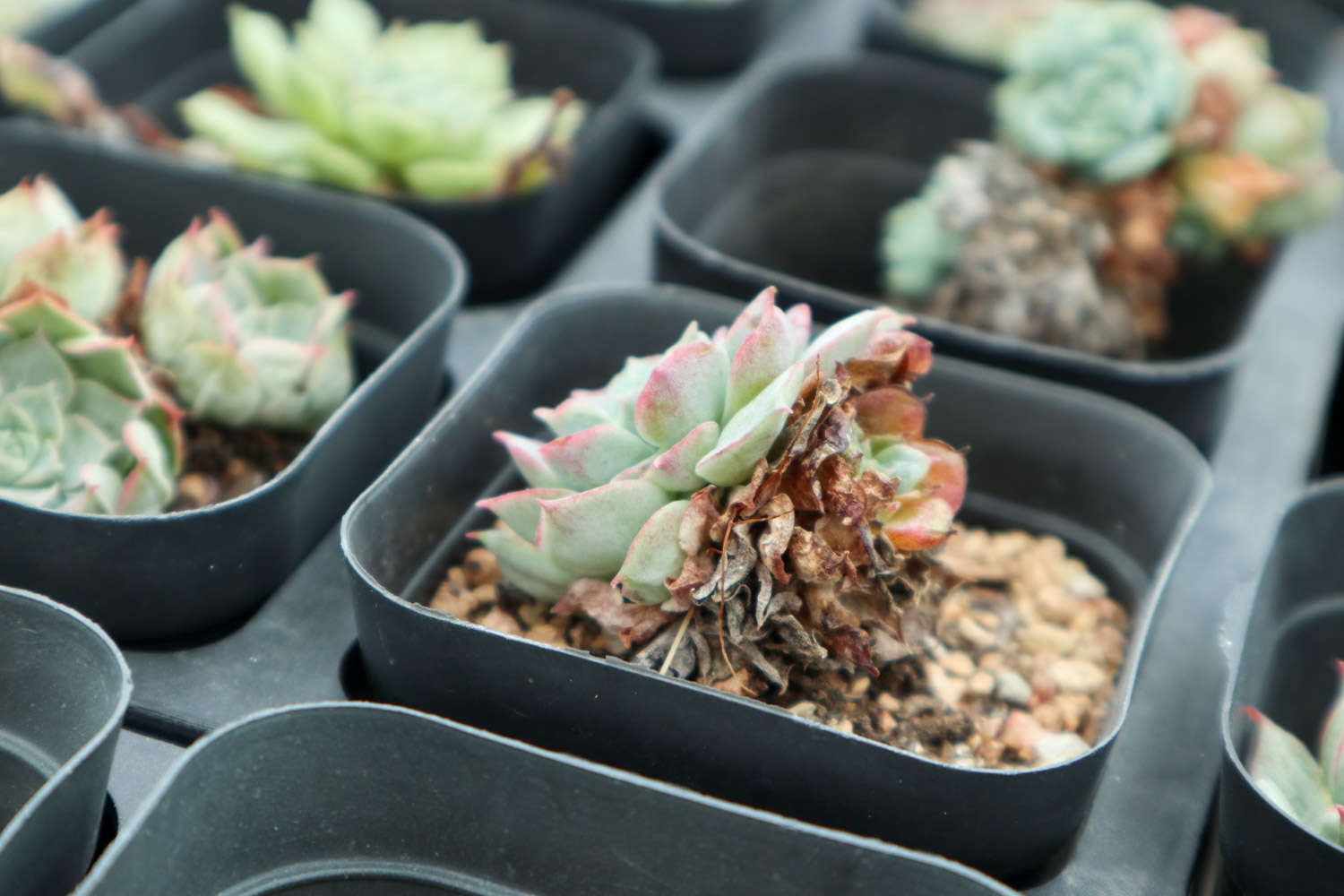 自從養(yǎng)了這10種多肉，她家陽臺十里飄香！