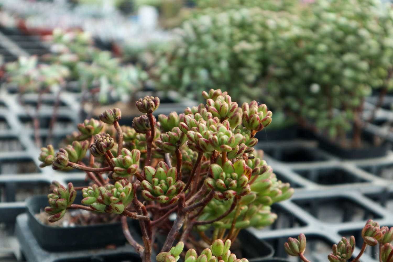 香味多肉_帶香味的多肉有毒嗎_帶香味兒的多肉