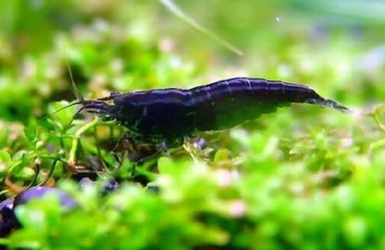 觀賞魚價值有多高_最有價值的觀賞魚_觀賞魚價值有哪些