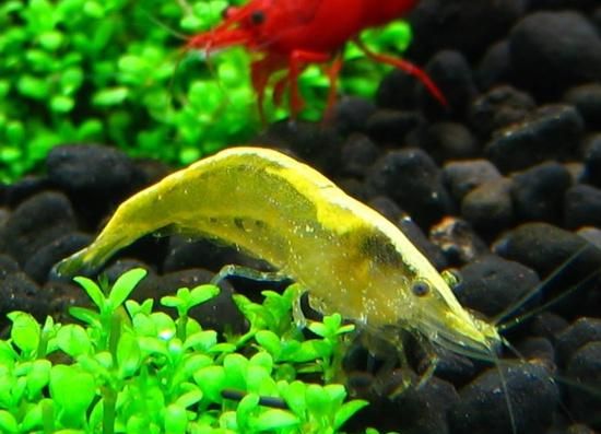 觀賞魚價值有哪些_觀賞魚價值有多高_最有價值的觀賞魚