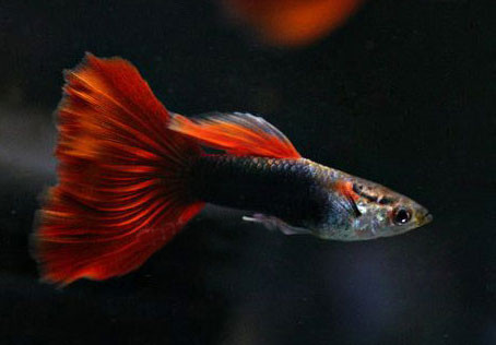 觀賞魚肉質_觀賞魚食肉魚有哪些_魚觀賞食肉有什么好處